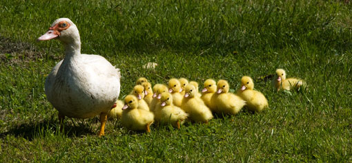 duck-with-duclings-510 duck-with-duclings-510