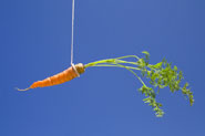 carrot dangling on a piece of string