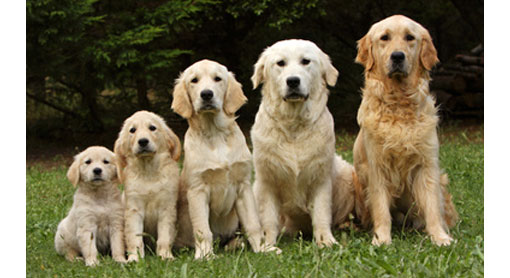a row of gold retrievers ranging in size from puppy to adult