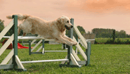 dog-jumping-a-fence