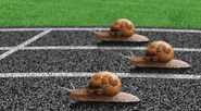 snails-racing