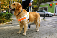 guide-dog