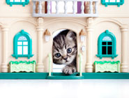 cat-in-dollshouse