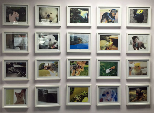 pampered-dog-wall-510
