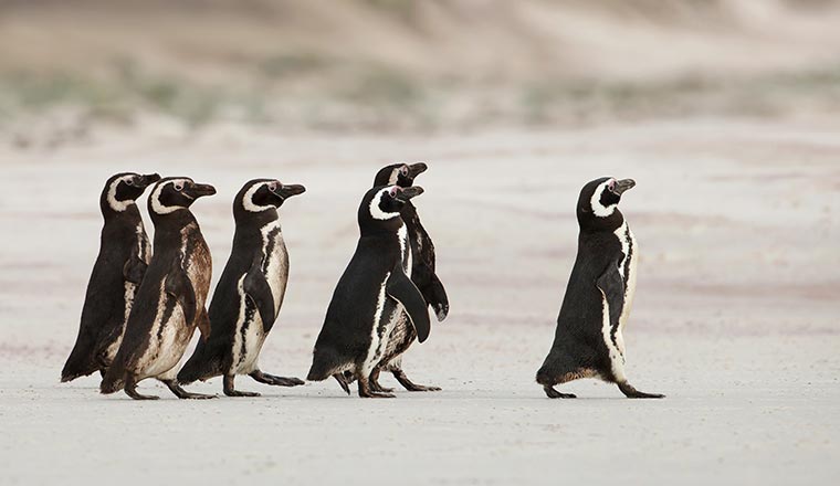 A photo of the leadership concept with penguins