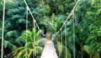 bridge in jungle