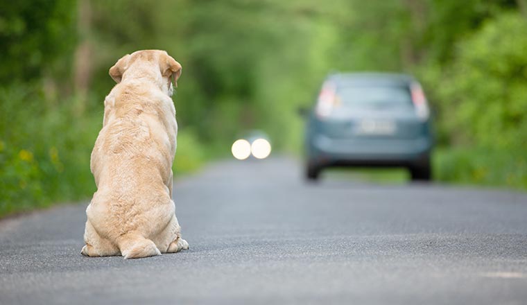 Abandoned dog on the road