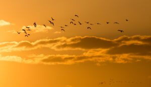 A group of birds fly into golden looking clouds