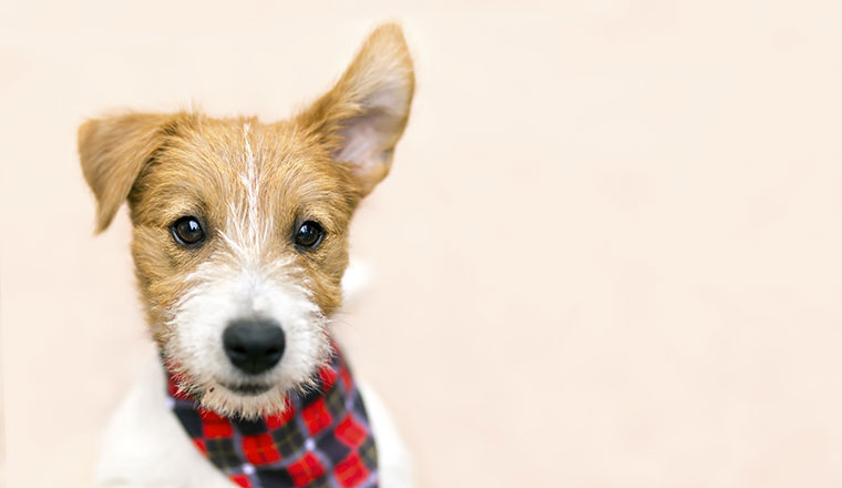 Funny pet dog jack russell puppy listening with ear