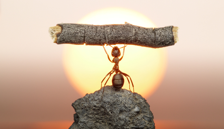 An ant is on top of a rock in front of a sunset holding a piece of stick
