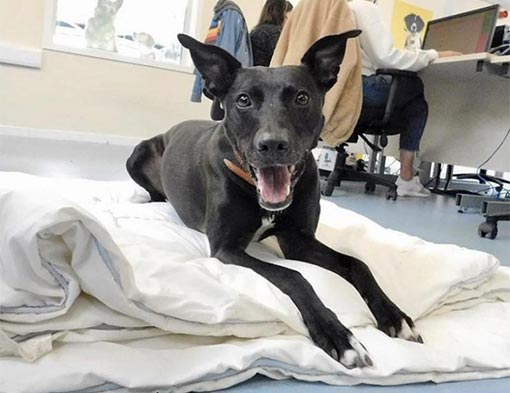 A photo of a dog on a blanket