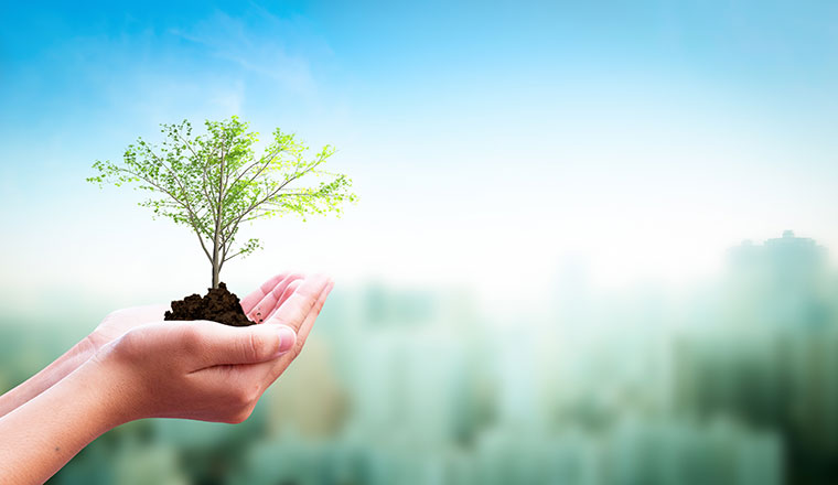 A picture of a tree in someone's hands