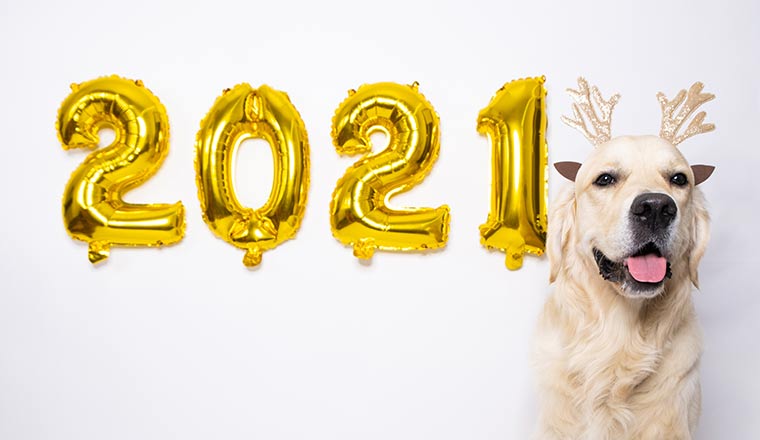 A photo of a dog celebrating 2021