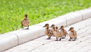 A photo of the leadership concept with ducks