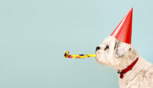 A photo of a dog celebrating in a party hat