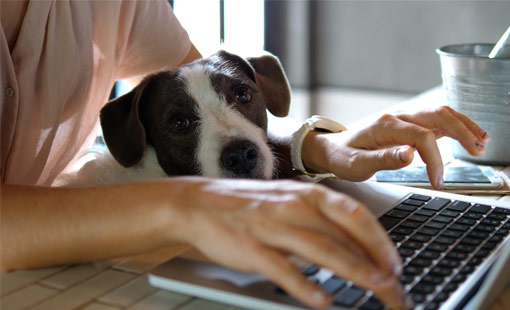 Bring your dog to work day 