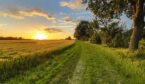 Wheat field along old oak track