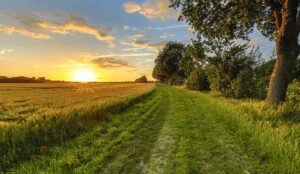 Wheat field along old oak track