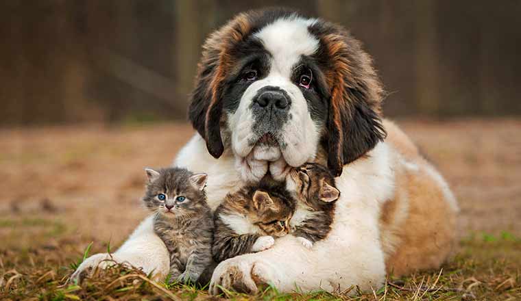 Saint bernard puppy with three little kittens