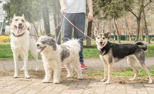 Dog Walking