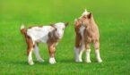 Baby goats in green grass