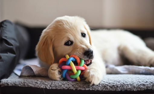 A picture of a puppy chewing a ball 