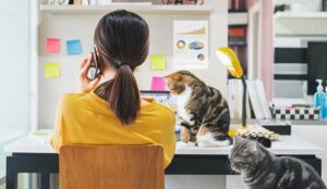 Person working from home with two cats nearby