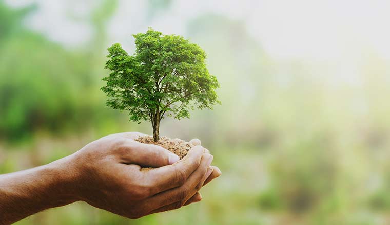 hand holding growing tree