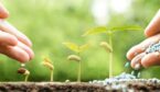 Hand nurturing young plants growing in germination sequence