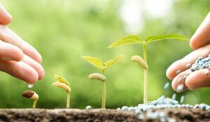 Hand nurturing young plants growing in germination sequence