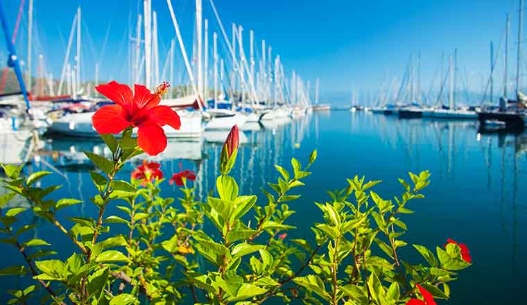 Red flower at harbour