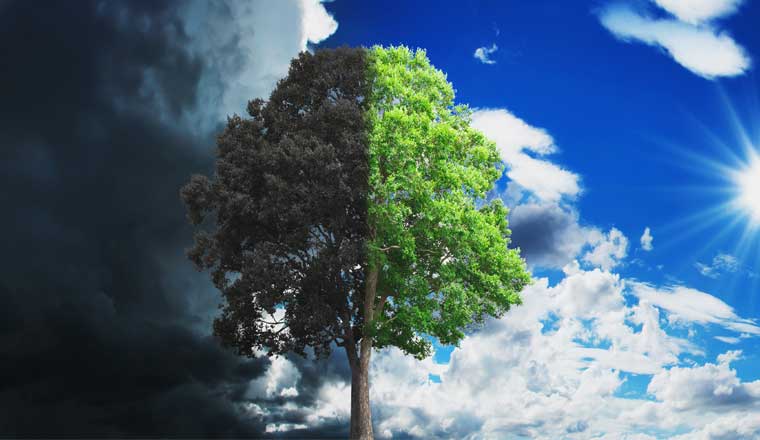 tree growing and dry with sky and sun background