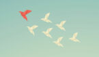Identified leader of flock