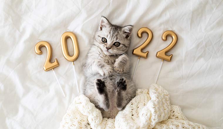 New Year Kitten Featured Image