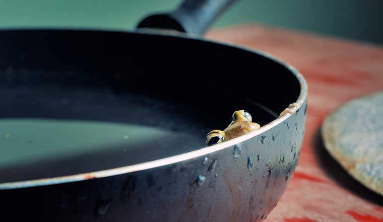 live frog in a saucepan