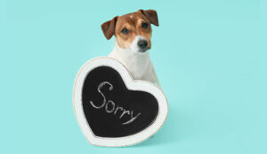 Apologise for the Inconvenience - Say Sorry