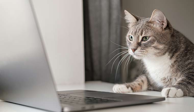 Serious, concentrated cat works remotely on a laptop while sitting at home