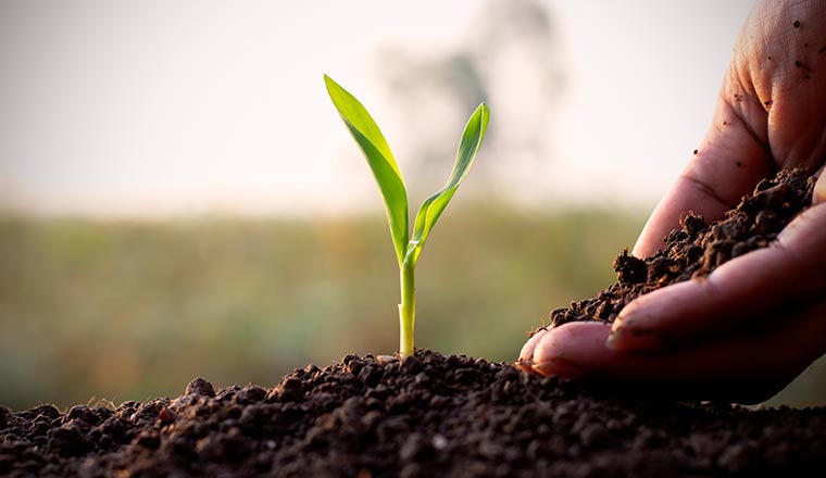 Person investing in plant growth