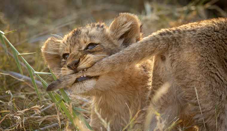 Lion cub biting tail - tooth to tail