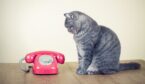 Pink phone with cat waiting by it