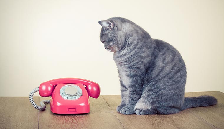 Pink phone with cat waiting by it