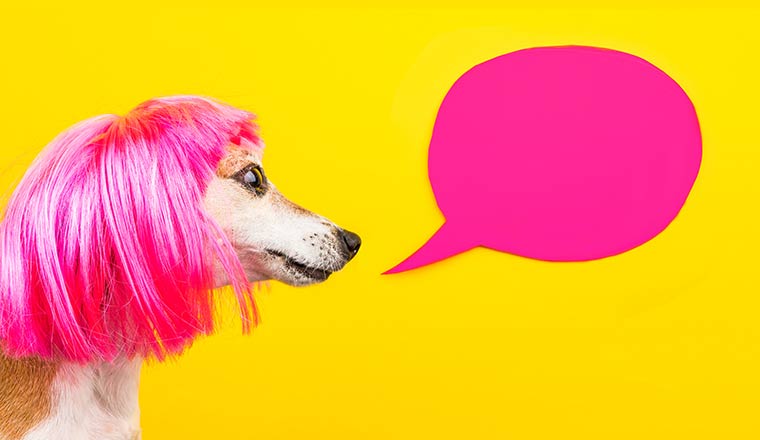 A dog in pink wig on yellow background with pink speech balloon
