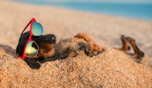 dachshund buried in the sand at the beach wearing red sunglasses