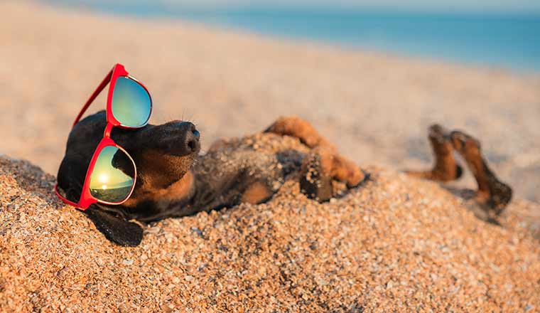 dachshund buried in the sand at the beach wearing red sunglasses