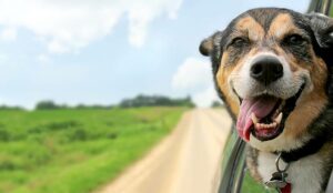 Road trip concept with dog companion sticking head out of window