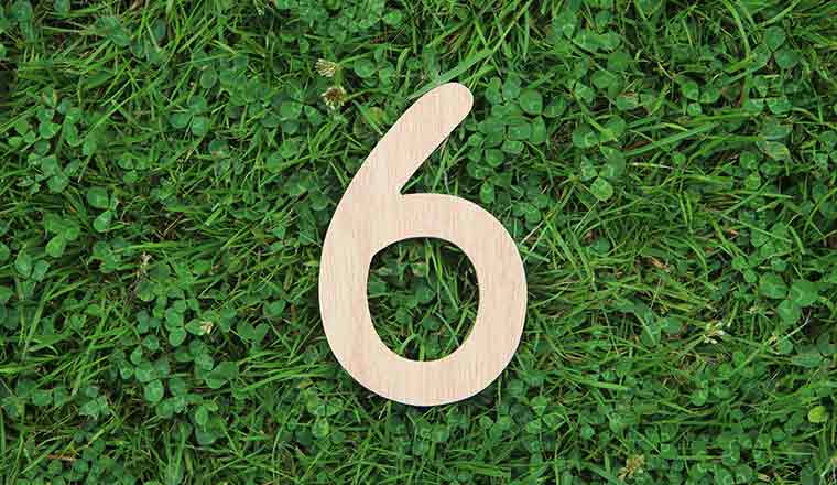 6 on green vegetation