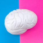 Thinking concept with brain in middle of frame, divided by half by pink and blue background