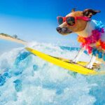 Holiday concept with jack russell dog surfing on a wave