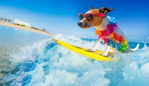 Holiday concept with jack russell dog surfing on a wave