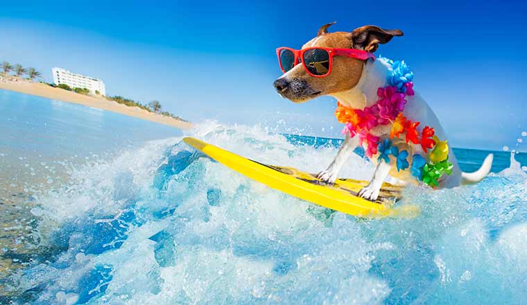 Holiday concept with jack russell dog surfing on a wave